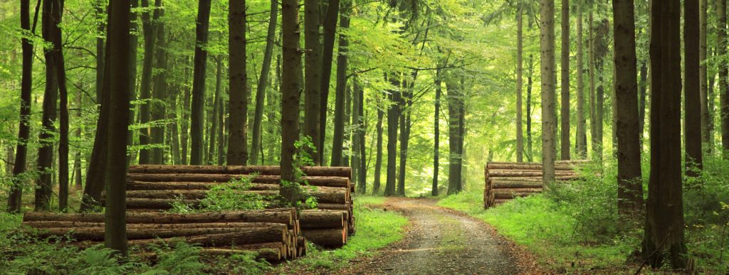 Photo de forêt cible pour le GFI France Valley Patrimoine, Groupement Forestier d'Investissement